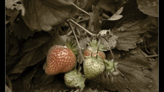 strawberries-sepia